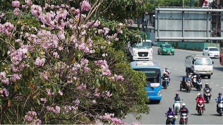 Hàng trăm cây hoa kèn hồng nở rộ giữa trung tâm Sài Gòn