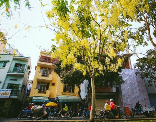 Hoa Osaka rực rỡ 