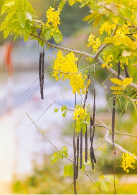 Hoa Osaka rực rỡ 