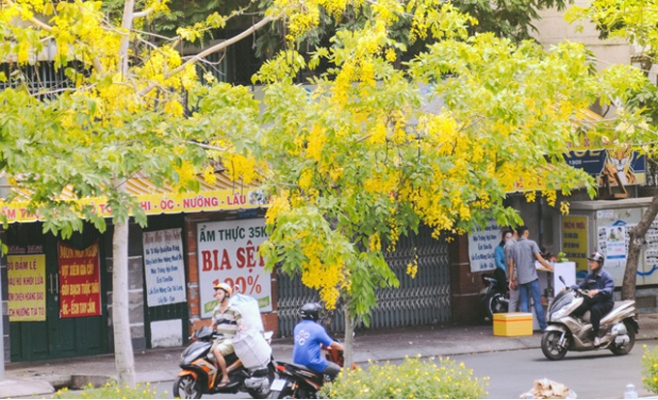 Hoa Osaka rực rỡ 