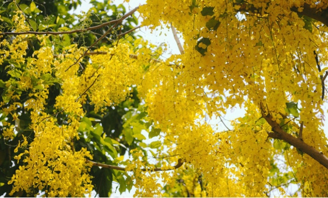 Hoa Osaka rực rỡ 