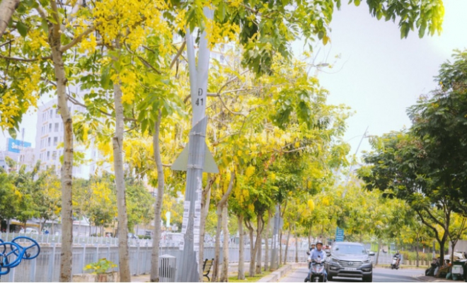 Hoa Osaka rực rỡ 