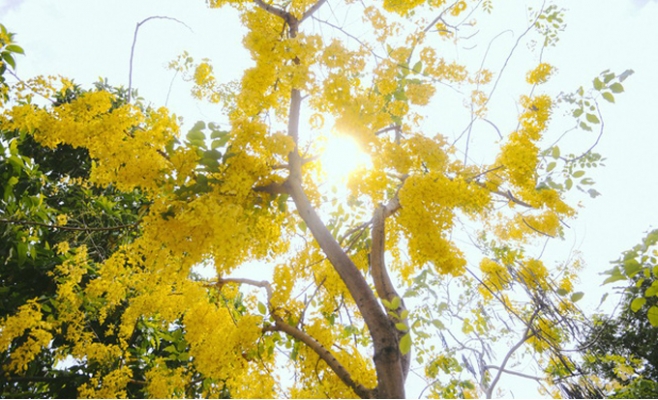 Hoa Osaka rực rỡ 