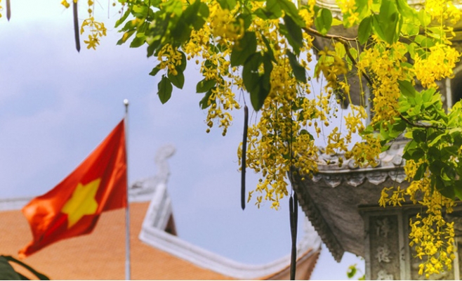Hoa Osaka rực rỡ 