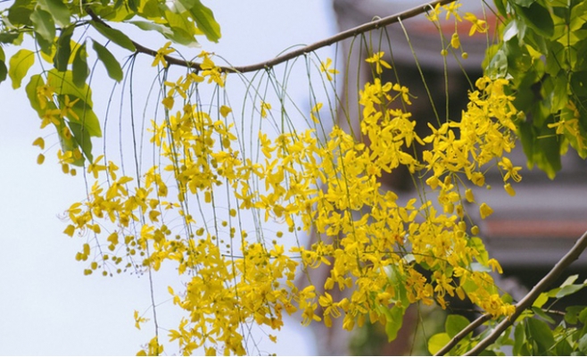 Hoa Osaka rực rỡ 