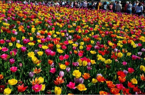 Vườn hoa tulip đẹp như tranh vẽ ở Hà Lan