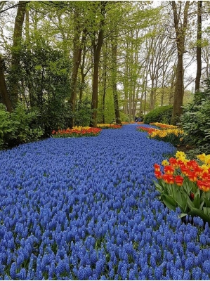 Vườn hoa tulip đẹp như tranh vẽ ở Hà Lan